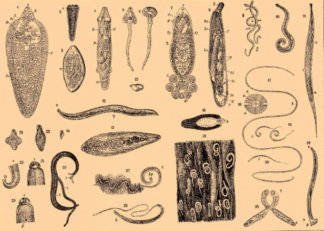 Types of parasites in the human body and where they live
