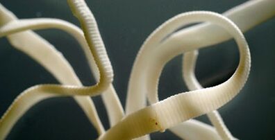 flat parasite of the human body